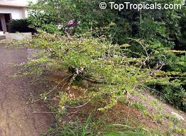 Image result for Clappertonia polyandra