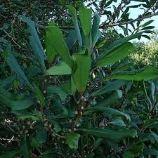 Image result for Rapanea