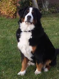 I look first to extend the life span of this beautiful breed. Akc Bernese Mountain Dog Puppies For Sale 8 Wks Old For Sale In Ware Massachusetts Classified Americanlisted Com