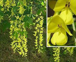 Image result for Laburnum anagyroides