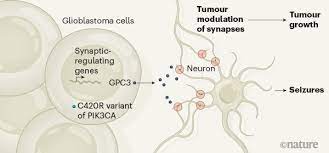 But unfortunately, a few types of cancers are on the rise. Brain Tumours Manipulate Neighbouring Synapses