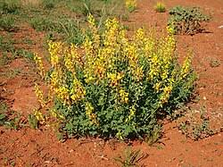 Image result for Crotalaria cylindrocarpa