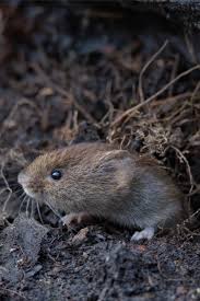 We did not find results for: How To Keep Ground Moles Out Of Your Yard Naturally And Voles Too