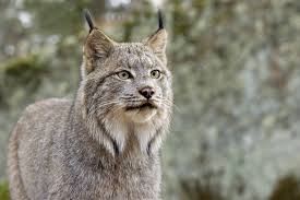 Lynx chats with mix engineer jon castelli. Listen To These Lovely Cats No Actually Don T Krulwich Wonders Npr