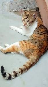 Pin By Zakiya Saiyed On Zakiya Animals Cats