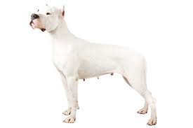Dogo Argentino Dog Breed Information - American Kennel Club Dogo Argentino Dog Akc Dog Breeds Large Dog Breeds