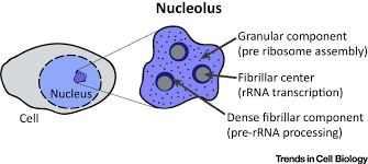 Is the nucleolus found in plants or animals or both? Nucleolar Function In Lifespan Regulation Trends In Cell Biology