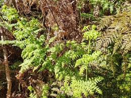 Image result for Histiopteris incisa