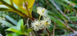 Image result for Aphloia theiformis