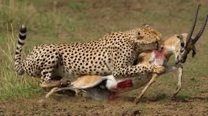 Top 10 Leopard Hunting Leopard Hunting Skills Leopard Hunting Prey Animal Attack Animals Wild Animals