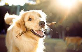An urgent care facility for pets! Your Veterinarian In Berlin Nj Pet Check Urgent Care