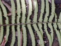 Image result for Christella dentata