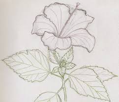 Different types of flowers drawing with names. Easy Different Types Of Flowers Drawing With Names Pic Loaf