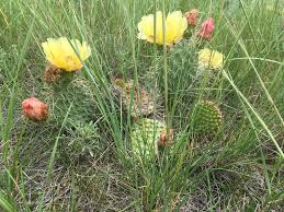 Image result for Hydrolea brevistyla