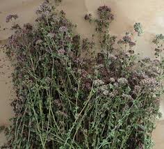 Image result for Origanum