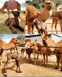I always thought your birthday was just whatever day it was but it seems there is way more control than i thought. Oasis Camel Dairy Happy Leap Year Birthday When You Are Born This Cute The World Must Give You An Extra Day To Say Hello Come Meet The New Baby This Weekend