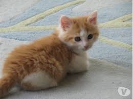 Lemon Europeen Roux Et Blanc Poils Mi Longs 2 Mois 1 2 M Chaton Roux Image Chaton Chaton