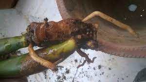 Free shipping on qualified orders. Zz Plant In Icu Root Rot Due To Water Need Help Quickly Gardening Landscaping Stack Exchange