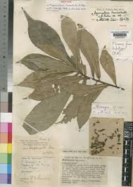 Image result for Argomuellera macrophylla