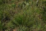Image result for Loudetia arundinacea