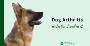 Holistic Dog Arthritis Treatment