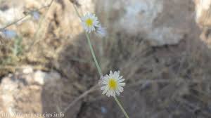 Image result for Launaea intybacea