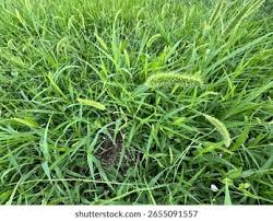 Image result for Setaria viridis