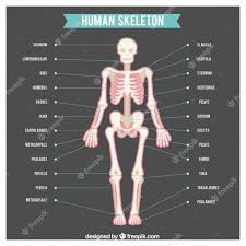Using mnemonics to remember the names of groups of bones is a handy trick for anatomy students. Free Vector Human Skeleton With Names Of Body Parts