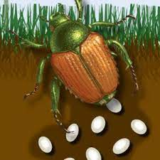 How When To Treat Japanese Beetles Grubs Blain S Farm Fleet Blog