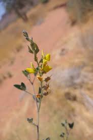 Image result for Crotalaria sphaerocarpa