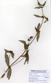 Image result for Spermacoce ruelliae