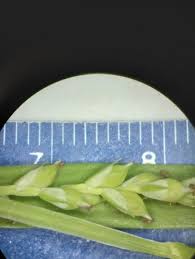 Image result for Isoglossa laxiflora