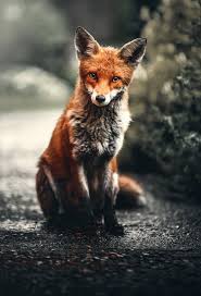 Check out this fantastic collection of fox iphone wallpapers, with 53 fox iphone background images for your desktop, phone or tablet. Fox Phone Wallpapers Top Free Fox Phone Backgrounds Wallpaperaccess