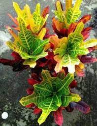 Nama ilmiah (botanical name) : Jual 7 Bibit Tanaman Hias Puring Dasi Jojon Merah Bibit Biji Benih Kota Batu Nawaf Shop Tokopedia