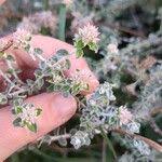 Image result for Plecostachys