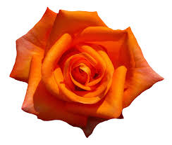 Orange Rose Flower Top View Png Image Rose Flower Png Rose Flower Photos Orange Roses
