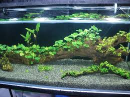 Pin On Aquascaping Aquarium