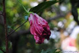 Anda dapat menerapkannya pada bunga matahari yang anda rawat. Bunga Layu Bokeh Segi 7 Ben Papakimi Flickr