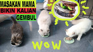 Kucing jalanan adalah jenis kucing yang paling banyak ditemui oleh manusia. Membuat Makanan Kucing Agar Cepat Gemuk Youtube
