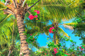 Key west flowers and trees. Key West Pink Flowers Palm Photograph By Robert Goldwitz