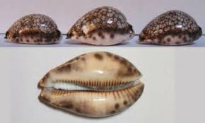 Mauritia histrio (Gmelin, 1791)