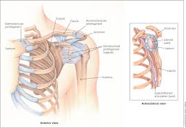 Red flags edit  Acute Shoulder Injuries In Adults American Family Physician