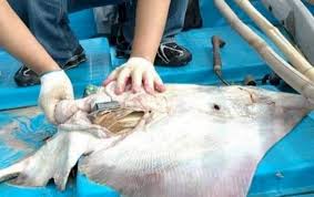 Meski bukan jenis ikan yang ganas, pari punya senjata mematikan di bagian ekornya yang beracun. Lagi Bangkai Ikan Pari Ditemukan Dengan Perut Penuh Plastik Indozone Id