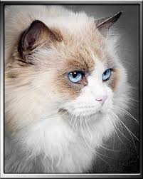 Please feel free to email me with information about yourself and what you are looking for in your new baby. Ravera Ragdoll Cats Kittens Australian Registered Breeders Sydney Nsw
