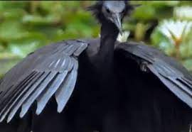 In both cases, the night holds advantages. Gareth The Nighttime Daytime Bird Home Facebook