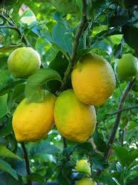 Http Keetsa Com Blog Wp Content Uploads 2007 07 Lemons1 Jpg Fruit Garden Fruit Fruit Trees