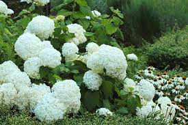 Erste qualität zu günstigen preisen. 15 Flowering Plants With Large Blossoms