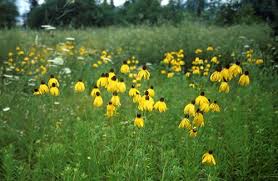Image result for Cineraria pinnata