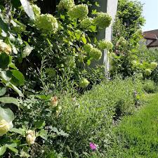 Heute Habe Ich Ein Vorher Nachher Fur Euch Ihr Seht Den Weg An Der Hausseite Der Den Garten Mit Dem Vorgarten Verbindet Der Rase Mit Bildern Garten Umpflanzen Vorgarten