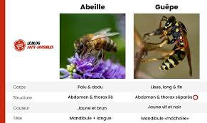 Venez découvrir le top des astuces et produits anti guêpes pour vite tuer les guêpes les guêpes font peur à certain et peuvent même être dangereuses pour les personnes allergiques. Guepe Et Abeille Quelles Differences Ne Plus Les Confondre